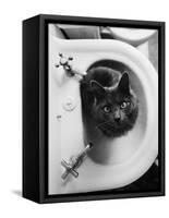 Cat Sitting In Bathroom Sink-Natalie Fobes-Framed Stretched Canvas