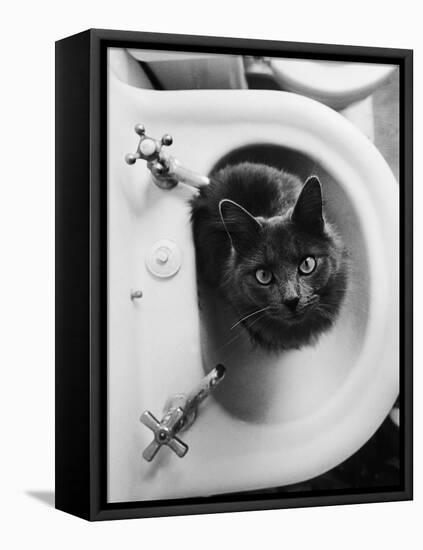 Cat Sitting In Bathroom Sink-Natalie Fobes-Framed Stretched Canvas