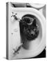 Cat Sitting In Bathroom Sink-Natalie Fobes-Stretched Canvas