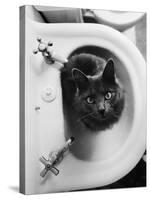 Cat Sitting In Bathroom Sink-Natalie Fobes-Stretched Canvas