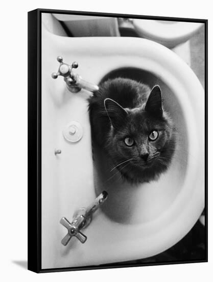 Cat Sitting In Bathroom Sink-Natalie Fobes-Framed Stretched Canvas