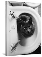 Cat Sitting In Bathroom Sink-Natalie Fobes-Stretched Canvas