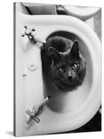 Cat Sitting In Bathroom Sink-Natalie Fobes-Stretched Canvas