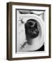 Cat Sitting In Bathroom Sink-Natalie Fobes-Framed Premium Photographic Print