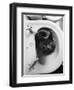 Cat Sitting In Bathroom Sink-Natalie Fobes-Framed Premium Photographic Print