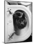 Cat Sitting In Bathroom Sink-Natalie Fobes-Mounted Premium Photographic Print