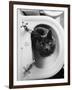 Cat Sitting In Bathroom Sink-Natalie Fobes-Framed Premium Photographic Print