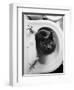 Cat Sitting In Bathroom Sink-Natalie Fobes-Framed Photographic Print