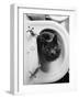 Cat Sitting In Bathroom Sink-Natalie Fobes-Framed Photographic Print