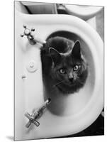 Cat Sitting In Bathroom Sink-Natalie Fobes-Mounted Photographic Print