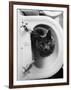 Cat Sitting In Bathroom Sink-Natalie Fobes-Framed Photographic Print