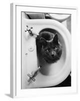 Cat Sitting In Bathroom Sink-Natalie Fobes-Framed Photographic Print