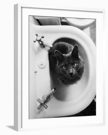 Cat Sitting In Bathroom Sink-Natalie Fobes-Framed Photographic Print