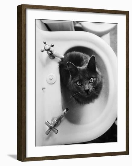 Cat Sitting In Bathroom Sink-Natalie Fobes-Framed Photographic Print