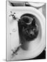 Cat Sitting In Bathroom Sink-Natalie Fobes-Mounted Photographic Print