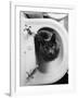 Cat Sitting In Bathroom Sink-Natalie Fobes-Framed Photographic Print