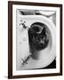 Cat Sitting In Bathroom Sink-Natalie Fobes-Framed Photographic Print