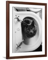 Cat Sitting In Bathroom Sink-Natalie Fobes-Framed Photographic Print