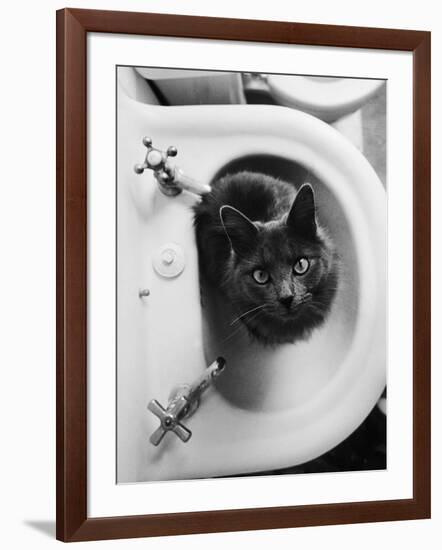 Cat Sitting In Bathroom Sink-Natalie Fobes-Framed Photographic Print