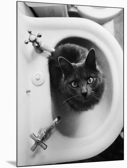 Cat Sitting In Bathroom Sink-Natalie Fobes-Mounted Photographic Print