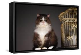 Cat Sitting Next to Empty Birdcage-null-Framed Stretched Canvas