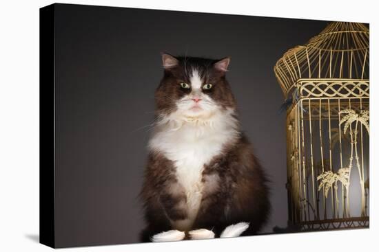 Cat Sitting Next to Empty Birdcage-null-Stretched Canvas