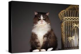 Cat Sitting Next to Empty Birdcage-null-Stretched Canvas