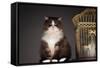 Cat Sitting Next to Empty Birdcage-null-Framed Stretched Canvas