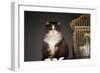 Cat Sitting Next to Empty Birdcage-null-Framed Photo