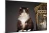 Cat Sitting Next to Empty Birdcage-null-Mounted Photo