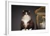 Cat Sitting Next to Empty Birdcage-null-Framed Photo