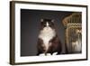Cat Sitting Next to Empty Birdcage-null-Framed Photo