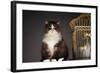 Cat Sitting Next to Empty Birdcage-null-Framed Photo