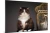 Cat Sitting Next to Empty Birdcage-null-Mounted Photo