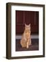 Cat Sitting on Front Step-DLILLC-Framed Photographic Print