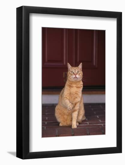 Cat Sitting on Front Step-DLILLC-Framed Photographic Print