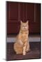 Cat Sitting on Front Step-DLILLC-Mounted Photographic Print