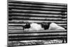 Cat sleeping on bench-George and Marilu Theodore-Mounted Photographic Print