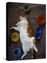 Cat Sleeping on its Back-Chris Rogers-Stretched Canvas