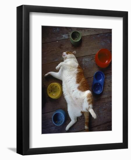 Cat Sleeping on its Back-Chris Rogers-Framed Photographic Print