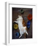 Cat Sleeping on its Back-Chris Rogers-Framed Photographic Print