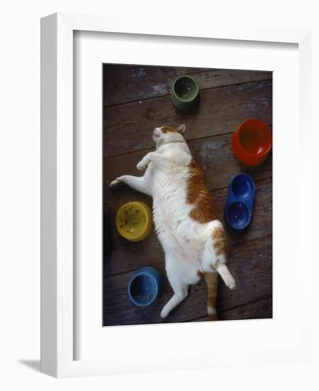 Cat Sleeping on its Back-Chris Rogers-Framed Photographic Print