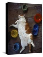 Cat Sleeping on its Back-Chris Rogers-Stretched Canvas