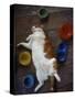 Cat Sleeping on its Back-Chris Rogers-Stretched Canvas