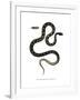 Cat Snake-null-Framed Giclee Print