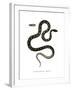 Cat Snake-null-Framed Giclee Print