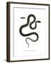 Cat Snake-null-Framed Giclee Print