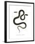 Cat Snake-null-Framed Giclee Print