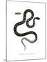 Cat Snake-null-Mounted Giclee Print