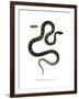 Cat Snake-null-Framed Giclee Print